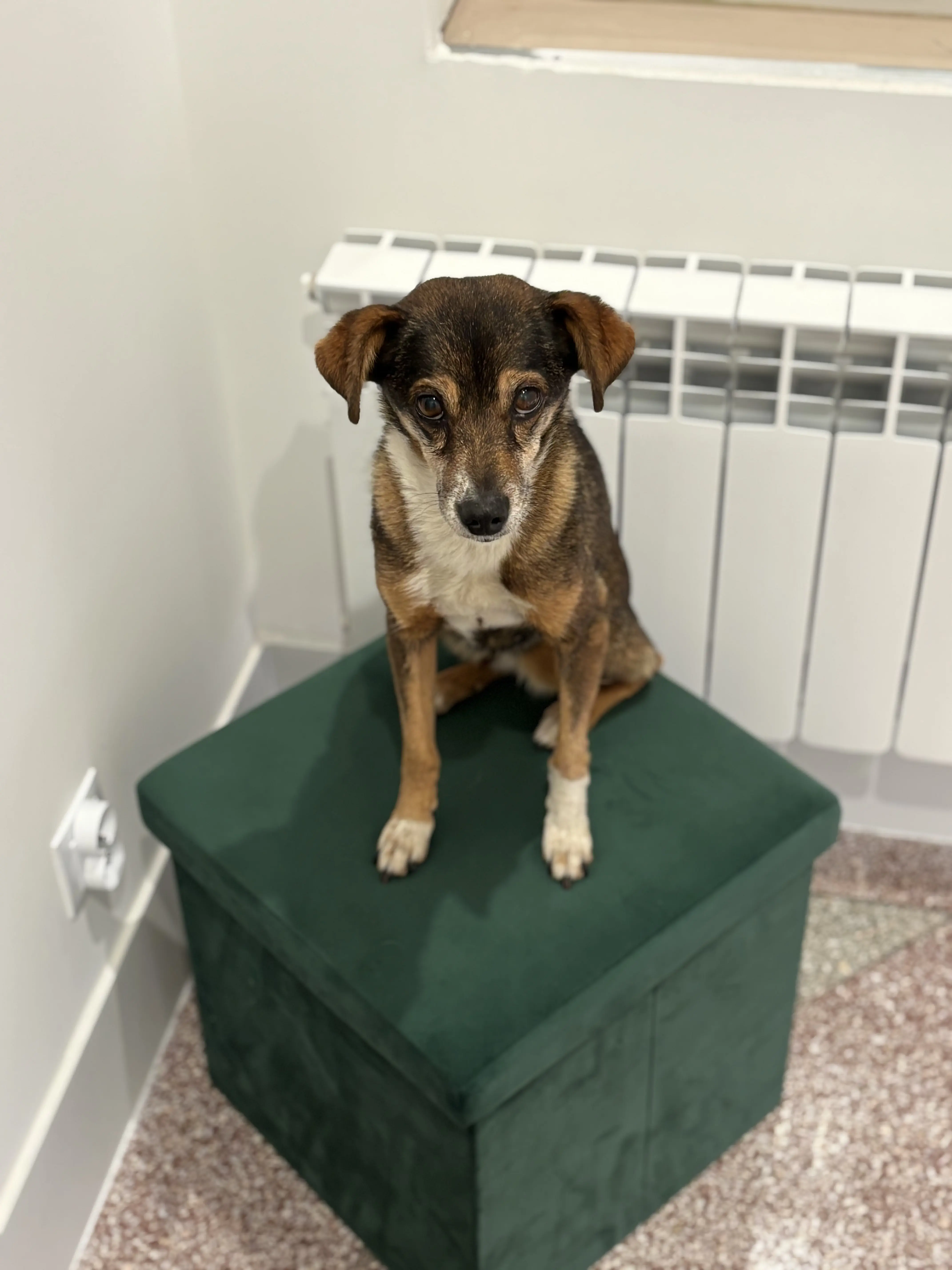 Dog Waiting To Receive SMS Reminder About Vaccine